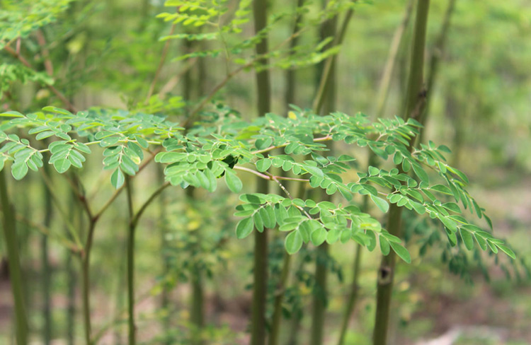 柳城县种植的辣木