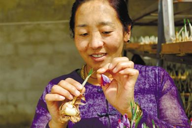 2017年西藏拉萨堆龙德庆区大棚里的藏红花盛开