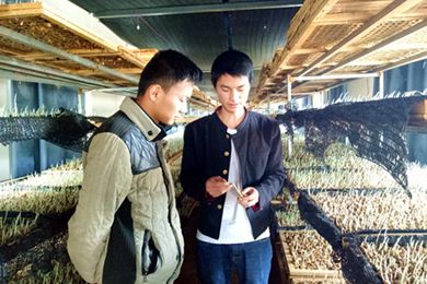 云南曲靖宣威市热水镇培养藏红花技术人才推广藏红花种植