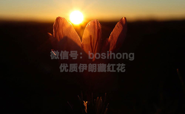 伊朗藏红花盛开迎接早晨的第一缕阳光
