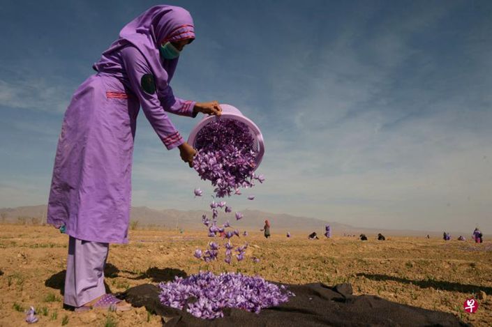 阿富汗西部城市赫拉特郊区花农采摘藏红花