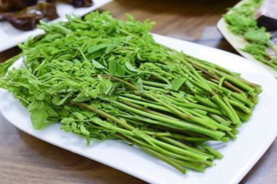 云南的辣木生态菜将端上上海家庭餐桌