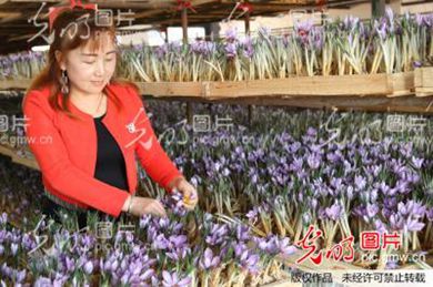 冬季时节河南省信阳市光山县的藏红花漂香