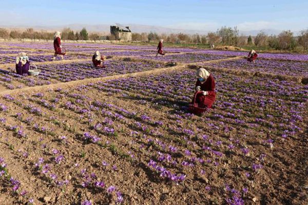 阿富汗田间盛开的藏红花