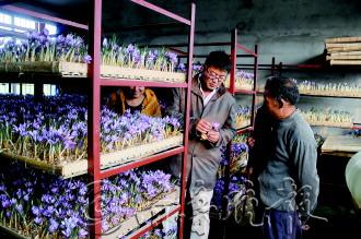 80后村官带头种藏红花帮村民致富