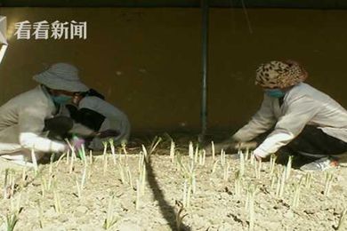 上海援疆助力江孜打造全国最大藏红花基地