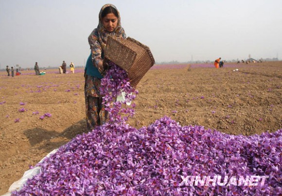 印度花农收获藏红花