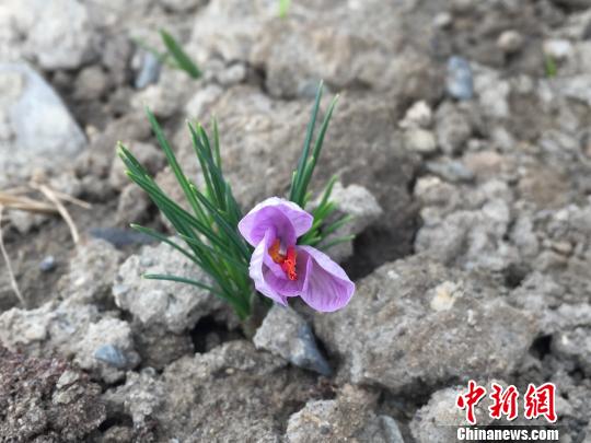 西藏田间盛开的藏红花