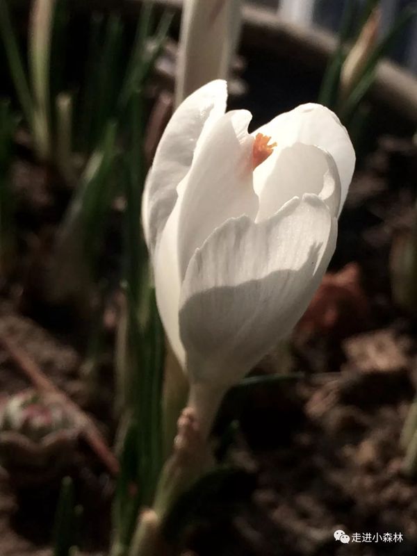 一朵盛开的白色番红花