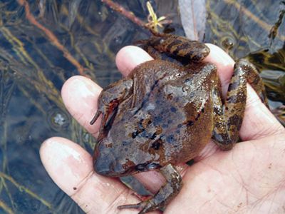 中国林蛙的品种分类
