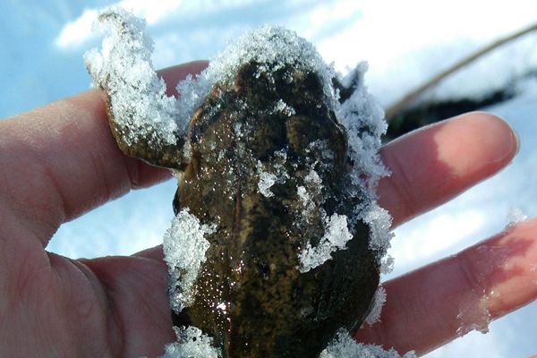 冬天的雪蛤
