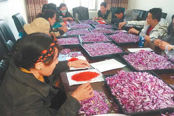 西藏农牧民采摘藏红花