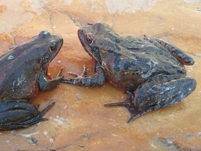 中国林蛙可用于农业生物防治