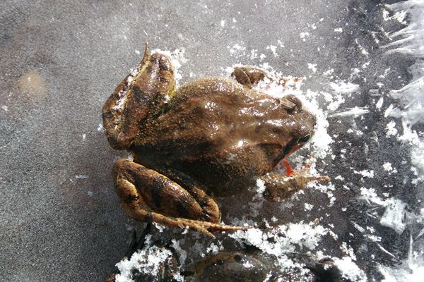 雪蛤蛙
