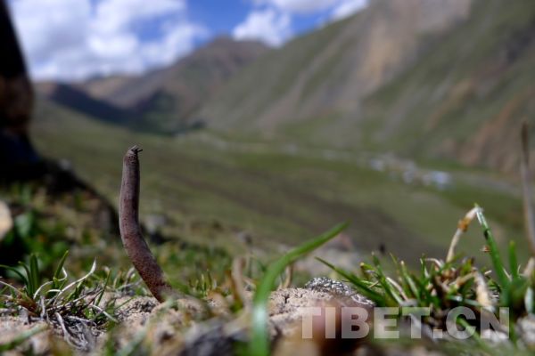 刚刚长出的冬虫夏草