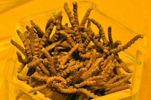 中科院：1斤十几万的冬虫夏草根本不含抗癌成分虫草素