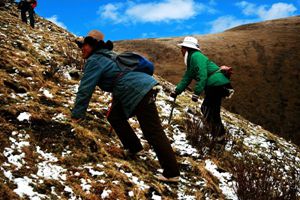 跟着绍兴商人赴青海 大雪纷飞虫草从泥地里挖出来