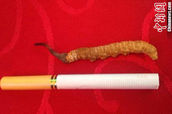 “虫草王”长短与一根香烟接近
