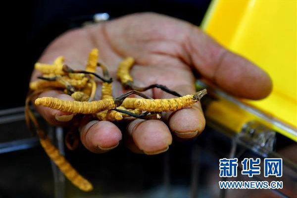 销售人员向顾客展示冬虫夏草