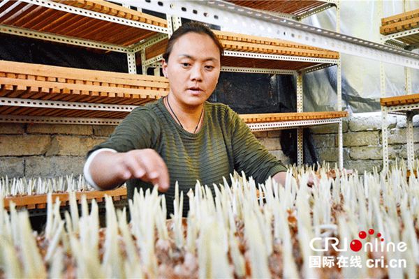 花农正在掰掉藏红花球茎上多余的侧芽