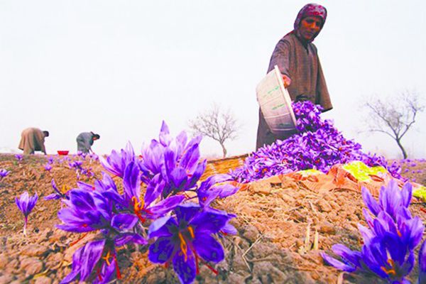 伊朗藏红花
