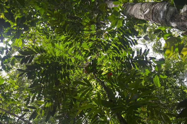 热带雨林里的东革阿里树