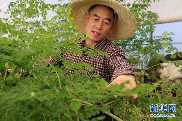 云南农业大学教授曾千春在校内的辣木种植基地修剪枝叶