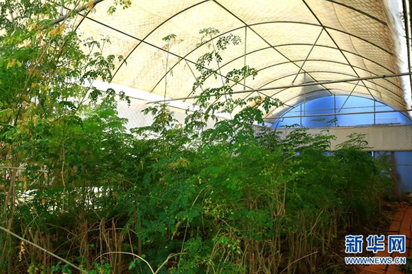 云南农业大学校园内的辣木种植基地