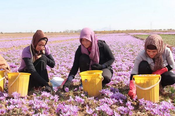 藏红花生长在伊朗