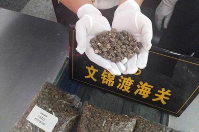 深圳文锦渡海关查获2.9千克禁止进境携带的辣木籽
