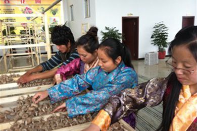 藏红花人工繁育种植技术在西藏首获成功