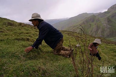 近30年身价飞涨 冬虫夏草背后的生意与生计