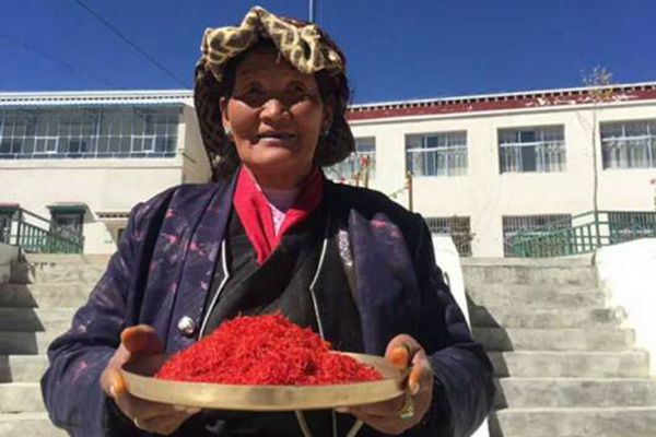西藏现在产藏红花