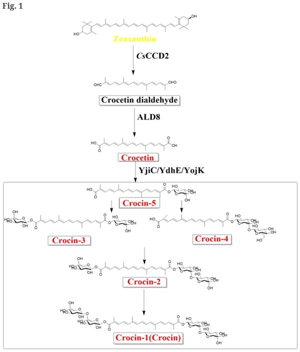 Heterologous crocetin and crocin biosynthesis pathways initiated from zeaxanthin