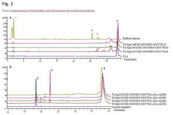 The analysis of fermentation products of the engineered strains by HPLC
