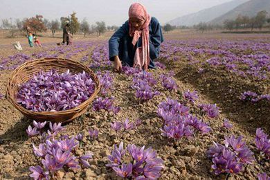 2002年伊朗藏红花产量占世界总产量的77%