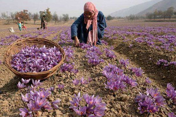 伊朗花农采摘藏红花