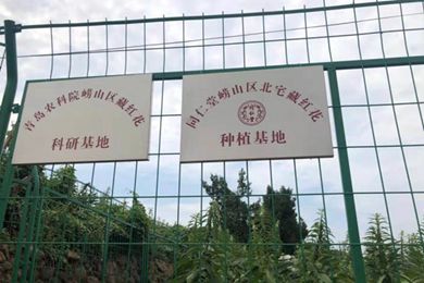 青岛试种藏红花成功 崂山区这个乡村振兴项目有望产出特级藏红花干丝