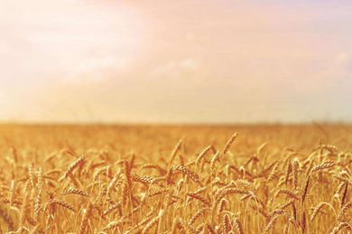 伊朗今年小麦产量将达1500万吨