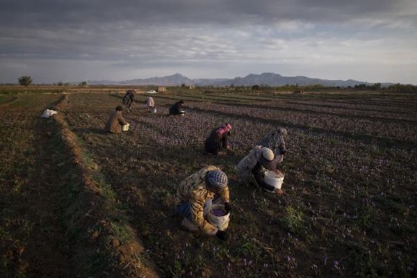 藏红花田里的伊朗人忙碌的采摘藏红花