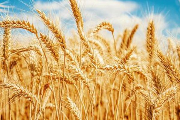 伊朗2010小麦产量将达到1100万吨
