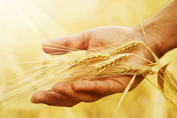 伊朗预计今年小麦大丰收