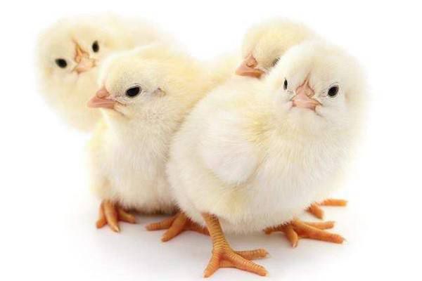 伊朗孵化鸡苗价格持续上涨