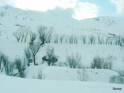 伊朗雪山上的树