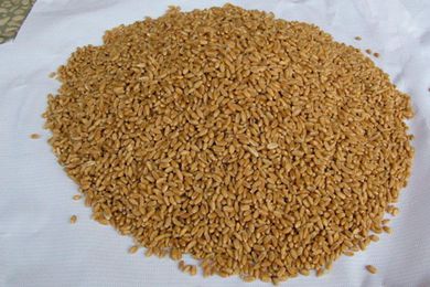 伊朗恢复向三个阿拉伯国家出口小麦