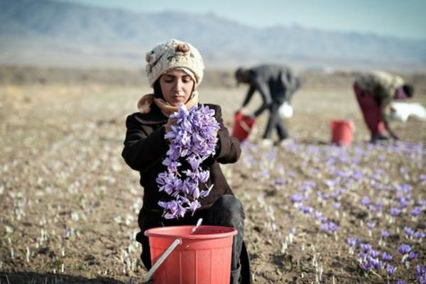 伊朗人采摘藏红花