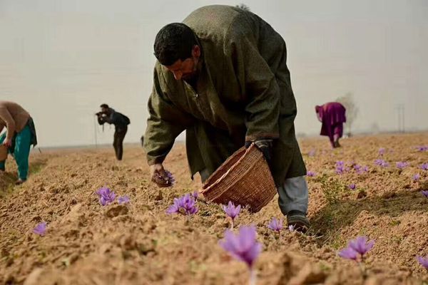 伊朗花农采摘藏红花