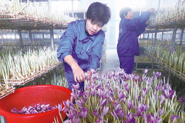 上海崇明区西红花上市助农民增收