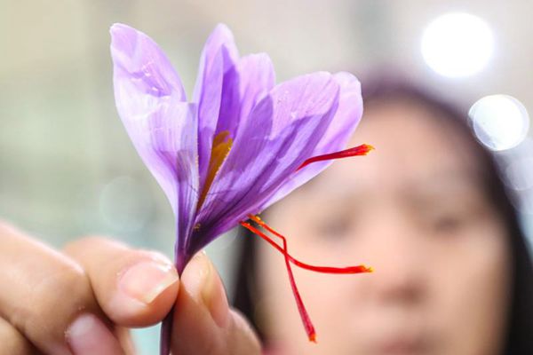 上海嘉定马陆镇宏泰园里的藏红花迎来盛花期