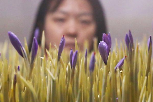 查看藏红花开花情况